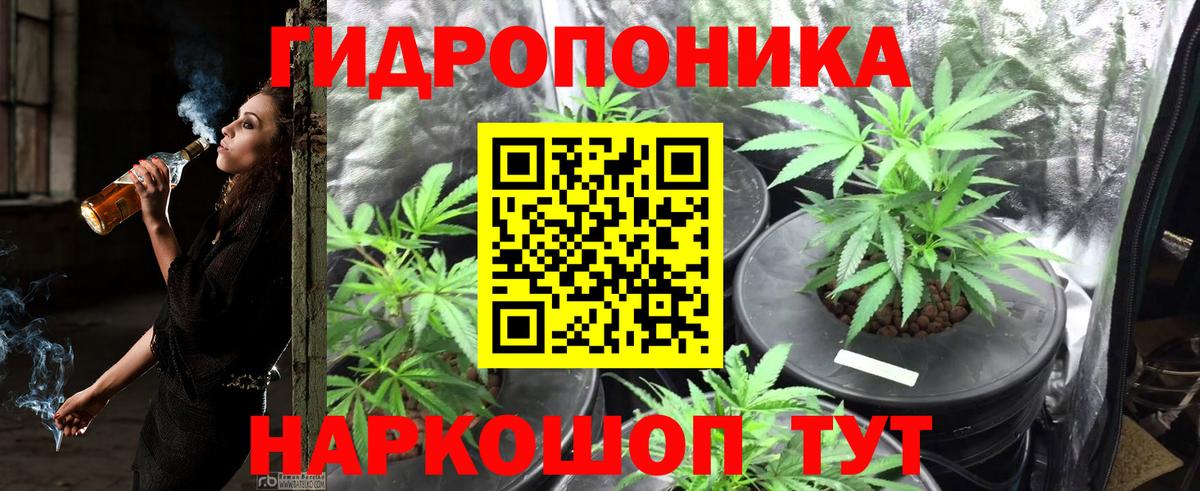 Канабис сатива Сосновый Бор